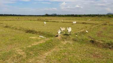 Aerial view of Cows graze in rice fields after harvest.