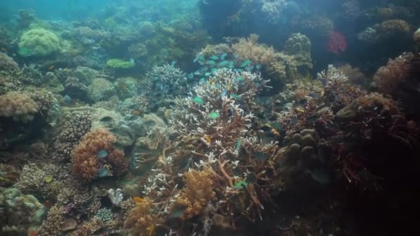 Koraalrif Tropische Vissen Onderwaterwereld Van Filippijnen — Stockvideo