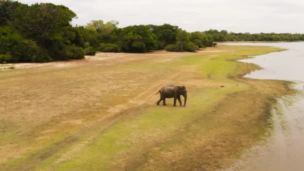 Elephant Wildlife Reserve Panama Wewa Lake Sri Lanka Arugam Bay — Video Stock