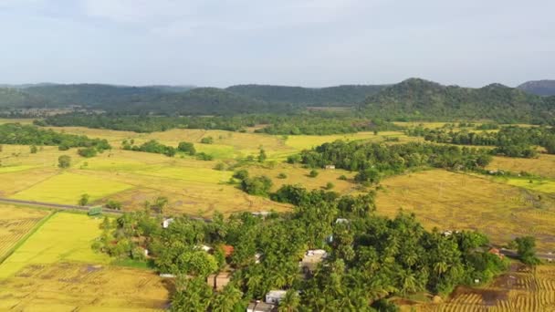 Aerial View Farm Agricultural Land Crops Mountainous Area Sri Lanka — Video
