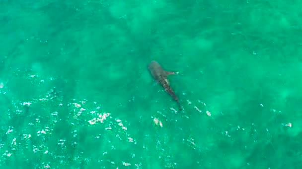 从空中俯瞰鲸鲨在大海中游动 野生野生动物中的鲸鲨 菲律宾 Oslob Cebu — 图库视频影像