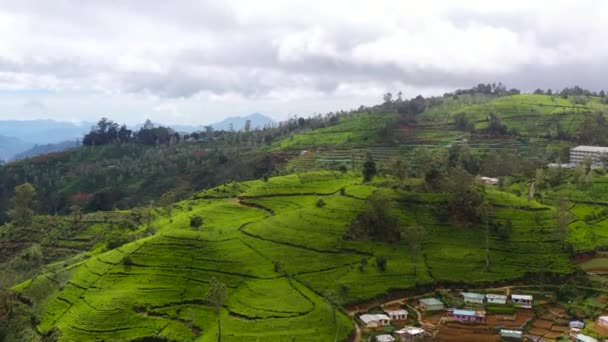 山の中の丘の中腹に茶畑 スリランカのヌワラエリヤ — ストック動画