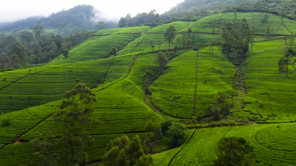 Tea Estate Sri Lanka High Mountain Tea Plantation — Stock Video