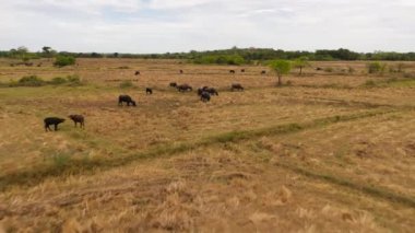 Aerial view of herd of Buffaloes graze in the countryside on agricultural land.