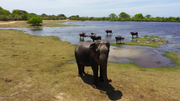 Wild Elephant Attacks Drone Kumana National Park Sri Lanka — Stok video