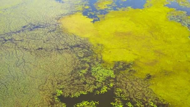 Swamp Bog Plants Thickets Top View Sri Lanka — Stok video