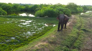 Aerial drone of Elephant on farm land in the rural area. Arugam Bay Sri Lanka.