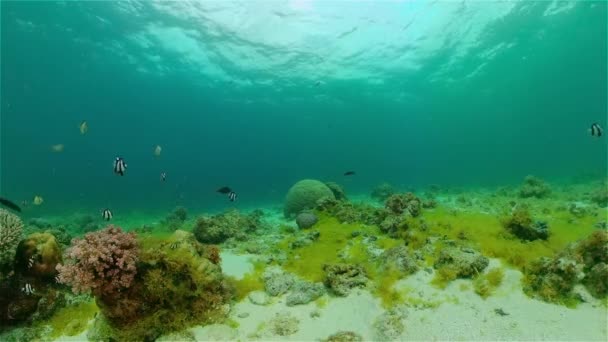 Peixes Tropicais Recifes Coral Mergulho Mundo Subaquático Com Corais Peixes — Vídeo de Stock