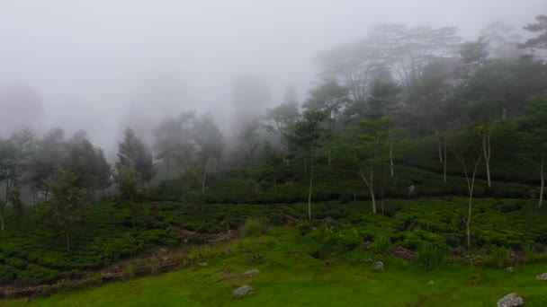 Aerial View High Mountain Tea Plantation Tea Estate Sri Lanka — Wideo stockowe