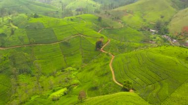 Top view of Tea plantations on the hillsides in the mountains of Sri Lanka. Tea estate landscape. Maskeliya.