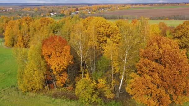 田舎の秋の森と畑 秋に黄色い葉を持つ木 天気の良い日の秋の風景 空の景色 — ストック動画