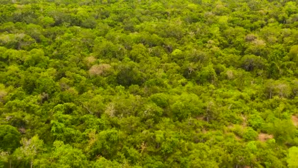 熱帯雨林の緑の木冠と上からのジャングルの景色 スリランカ — ストック動画