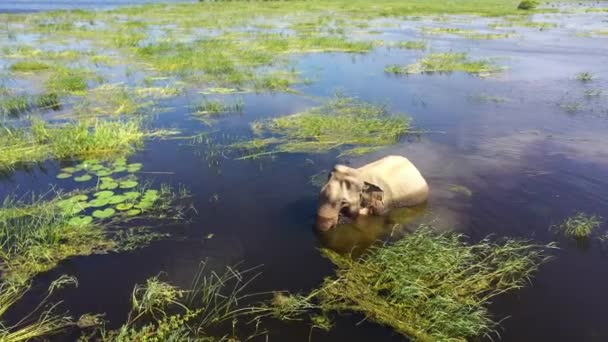 Aerial Drone Elephant Eats Grass Lake Nature Reserve Kumana National — Stockvideo