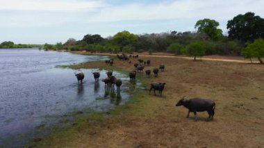 Aerial drone of herd of buffalo is walking along the lake. Kumana National Park, Sri Lanka.