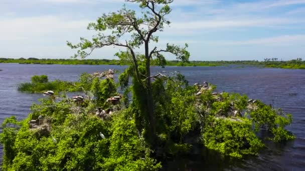 Birds Nests Lake Natural Habitat Kumana National Park Sri Lanka — Stockvideo
