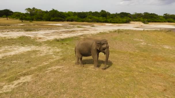 Aerial View Elephant Wildlife Reserve Sri Lanka — Stock Video