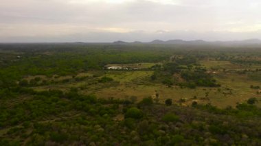 Agricultural land among the rainforest and jungle. Sri Lanka.