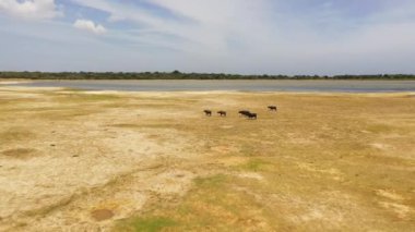 Top view of Herd of Buffaloes in the reserve on a sunny day. Kumana national park. Sri Lanka.