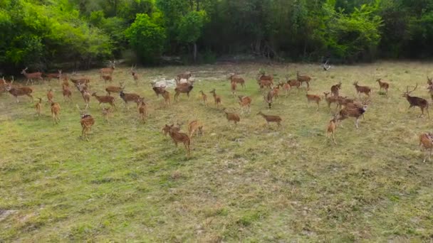 Aerial Drone Herd Deer Tropical Thickets National Park Sri Lanka — Vídeos de Stock