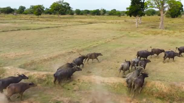 Herd Buffaloes Farmers Fields National Park Wild Animals Sri Lanka — Stock Video