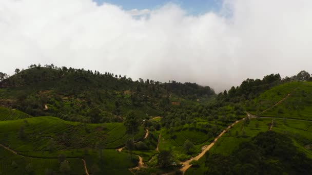 Top View Tea Estate Landscape Sri Lanka Landscape Green Fields — Video Stock