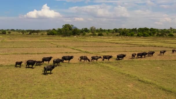 Herd Buffaloes Graze Countryside Agricultural Land — Stock Video