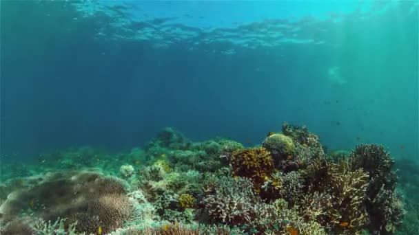 ダイビングで魚とサンゴ礁の水中世界 水中のサンゴの庭 フィリピン — ストック動画