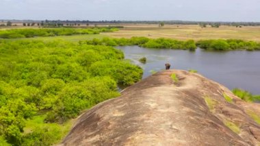 Aerial view of elephant in the lake feeds on grass. Arugam Bay Sri Lanka.