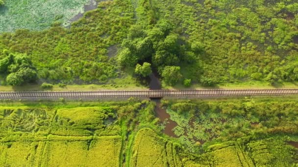 Tropical Landscape Agricultural Lands Rice Fields Sri Lanka — Stockvideo