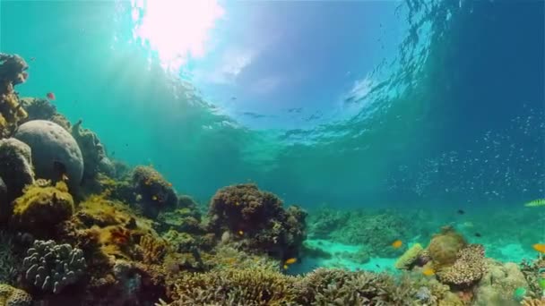 Κοραλλιογενής Ύφαλος Τροπικά Ψάρια Σκληρά Και Μαλακά Κοράλλια Υποβρύχιο Τοπίο — Αρχείο Βίντεο