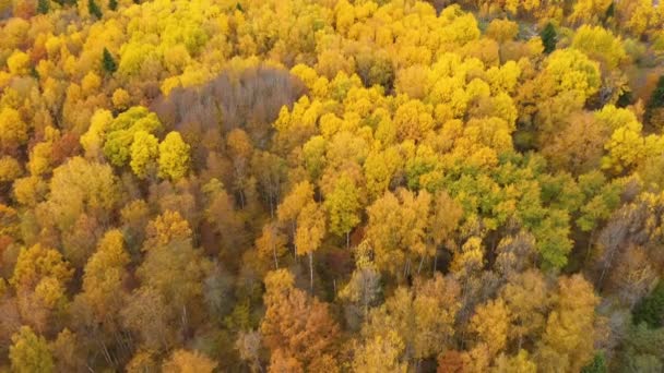 Fényes Őszi Erdő Felülnézetből Sárga Lombozatú Fák Koronái Lombhullató Erdő — Stock videók