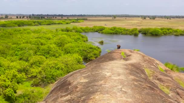 空中俯瞰湖中的大象 以草为食 阿鲁甘湾斯里兰卡 — 图库视频影像