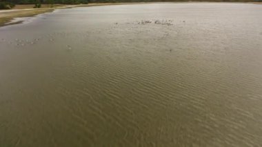 Aerial drone of pelicans over a lake in their natural habitat. Kumana National Park in Sri Lanka.
