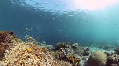 Mercan kayalıkları ve tropik balıklar. Filipinler 'in sualtı dünyası.