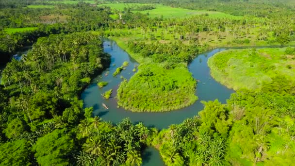 Champs Riz Terres Agricoles Asie Drone Aérien Philippines Mindanao Riz — Video