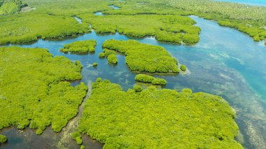 Hava manzaralı yeşil ekoloji mangrovu deniz koyuna tropikal yağmur ormanı. Mangrove manzarası. Siargao, Filipinler.