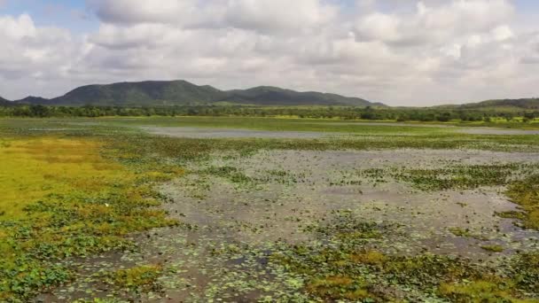 Wetlands Tropical Vegetation Wild Animals Birds Sri Lanka — Vídeo de Stock