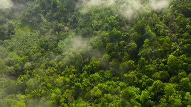 Aerial drone of the rainforest and jungle through the clouds. Sri Lanka.