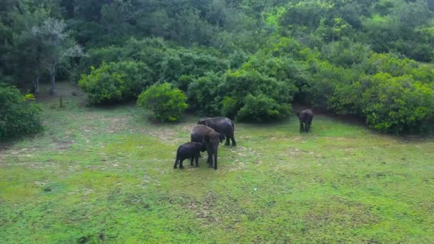 Воздушный Дрон Семейства Слонов Тропических Лесах Дикие Животные Шри Ланки — стоковое видео
