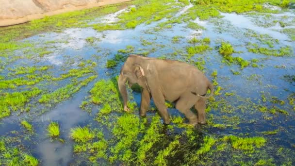 Aerial Drone Elephant Swamp Jungle Tropical Vegetation Arugam Bay Sri — 비디오