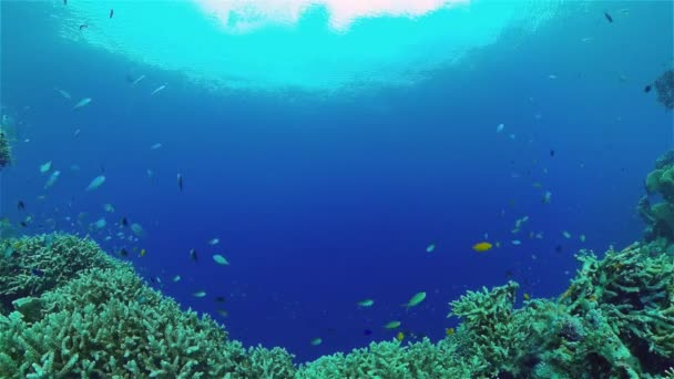 Poissons Tropicaux Coraux Récif Marin Vie Tropicale Sous Marine Poissons — Video