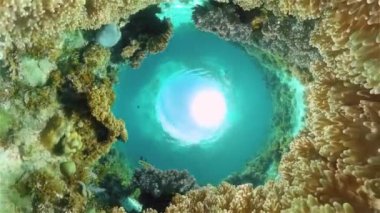 Tropik Su altı Renkli Resifi. Tropik sualtı balığı. Filipinler.