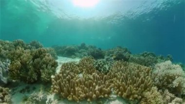 Mercan resifleri ve tropikal balıklarla dolu sualtı dünyası. Seyahat tatili kavramı
