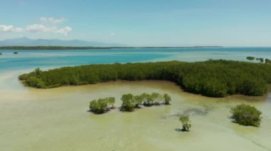 Mercan resifindeki mangrov ağaçları deniz mavisi suyla çevrili, hava manzaralı. Mangrove manzarası, Honda Körfezi, Palawan, Filipinler