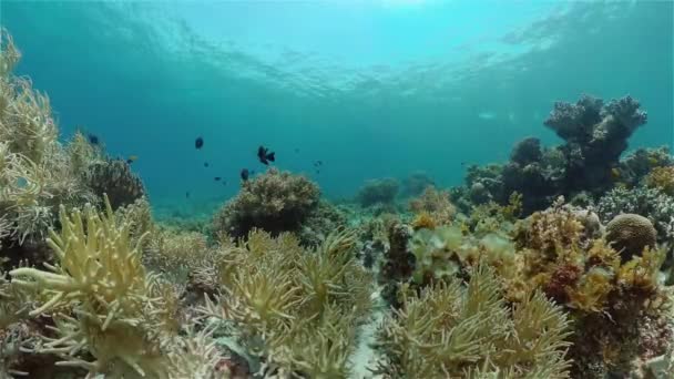 海底景致珊瑚礁 海底鱼 热带珊瑚礁海洋 五彩斑斓的水下海景 菲律宾 — 图库视频影像
