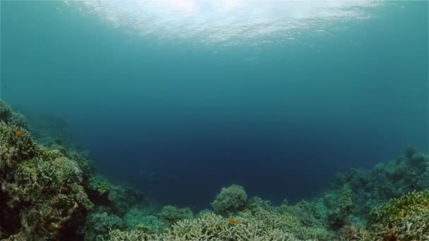 热带鱼和珊瑚礁正在潜水 有珊瑚和热带鱼的海底世界菲律宾 — 图库视频影像