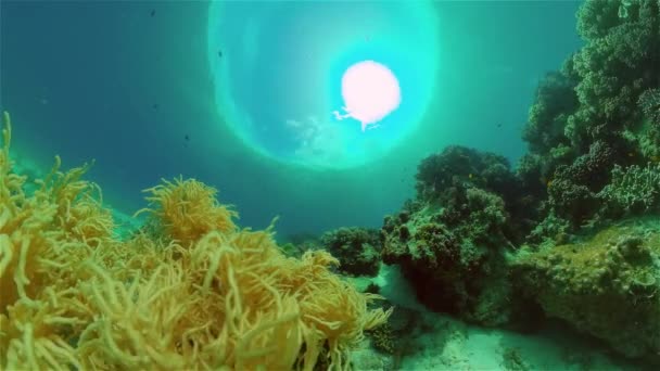 Recifes Corais Tropicais Coloridos Recifes Cena Vida Marinha Mundo Mar — Vídeo de Stock