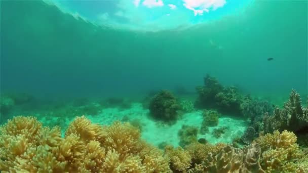 Tropiska Undervattensfiskar Färgglada Tropiska Korallrev Scenrevet Filippinerna — Stockvideo