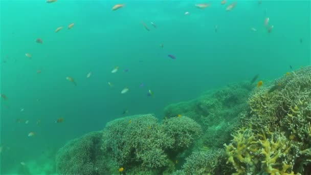 Coral Reef Fish Scene Poissons Sous Marins Tropicaux Récif Corallien — Video