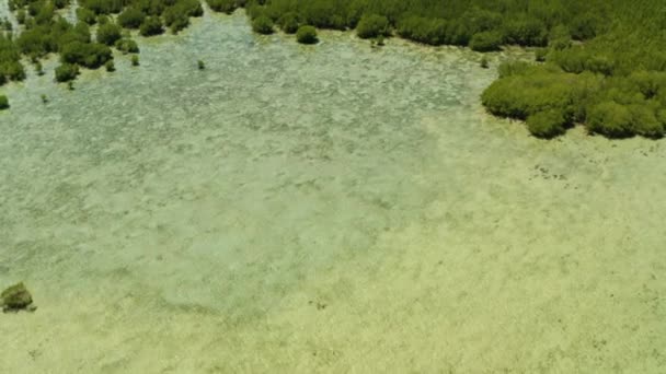 Mangrovebomen Koraalrif Omgeven Door Zeeblauw Water Uitzicht Vanuit Lucht Mangrove — Stockvideo